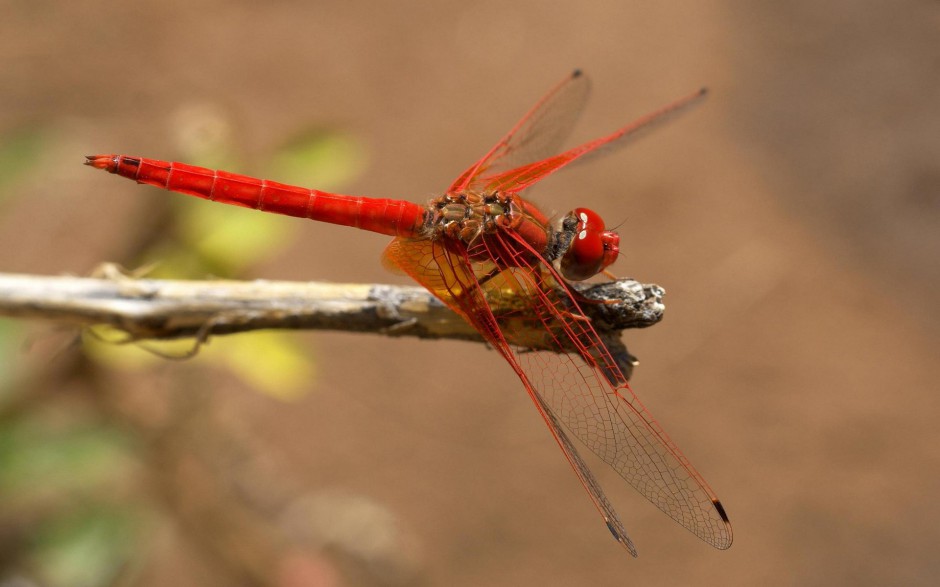 夏天蜻蜓池塘栖息图片