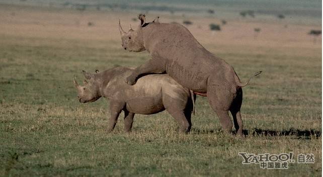 罕见的野兽性爱 近距离实拍犀牛交配过程
