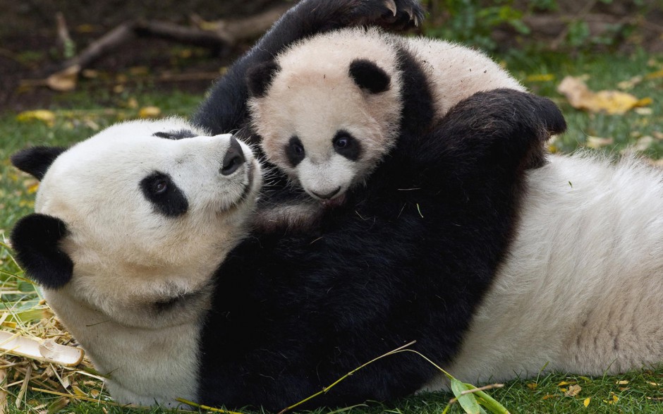 国宝熊猫图片素材可爱憨厚