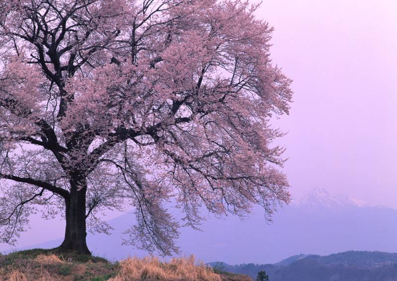 生机勃勃的春天美景图片