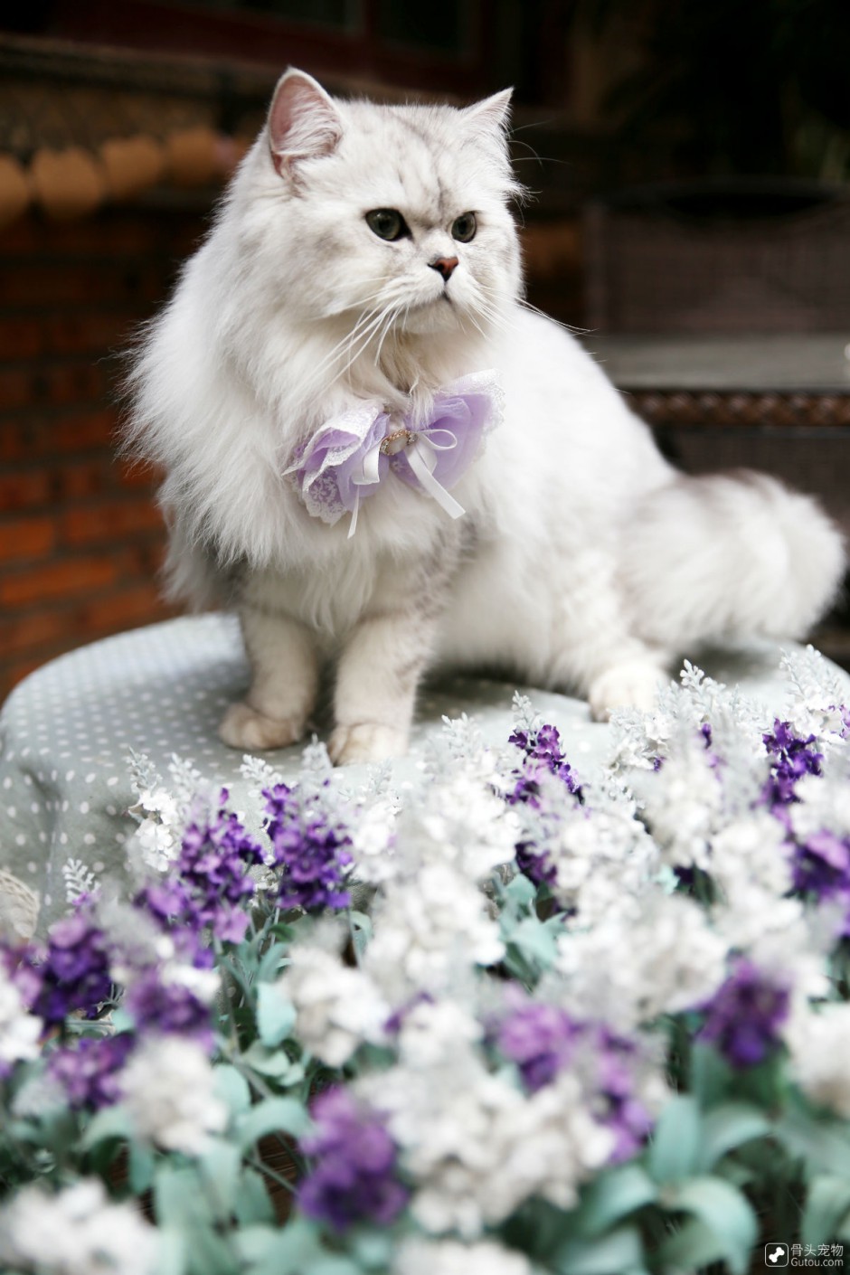 金吉拉猫图片造型优雅可爱