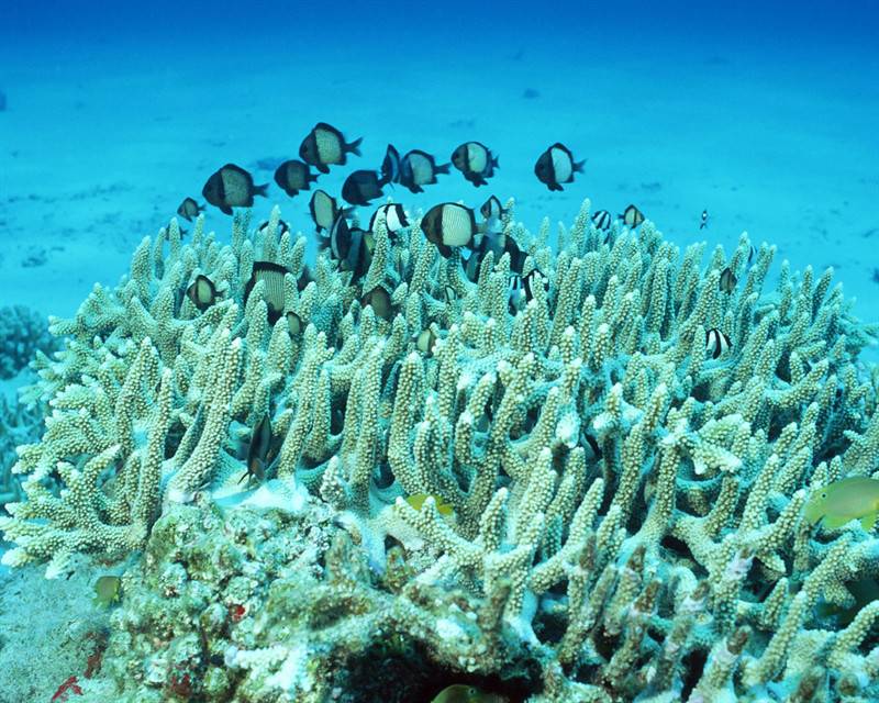 小丑鱼珊瑚海洋动植物图片
