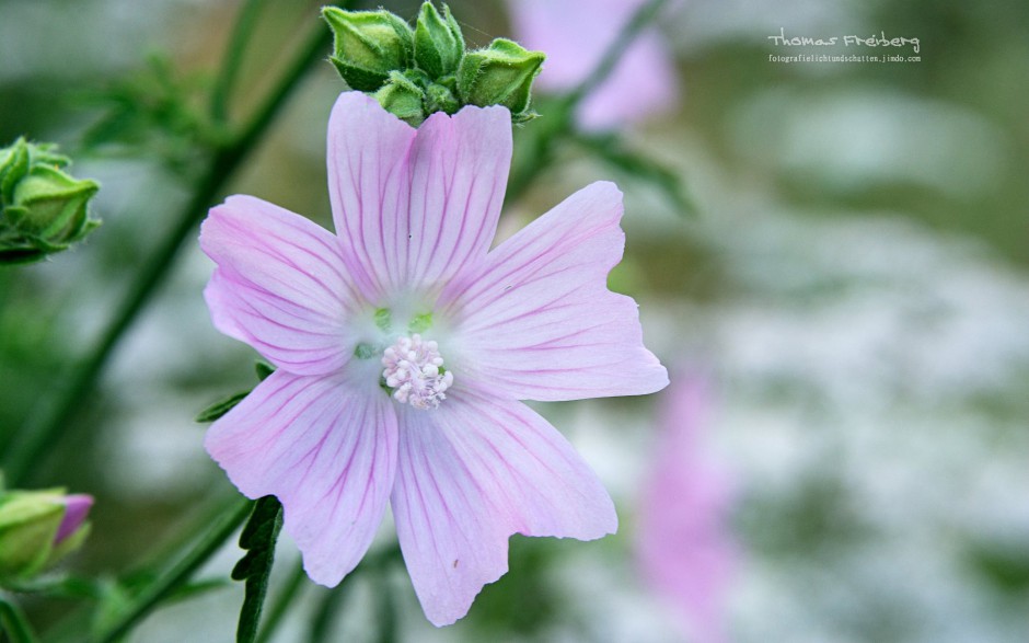 春日清新花园鲜花昆虫微距特写图片