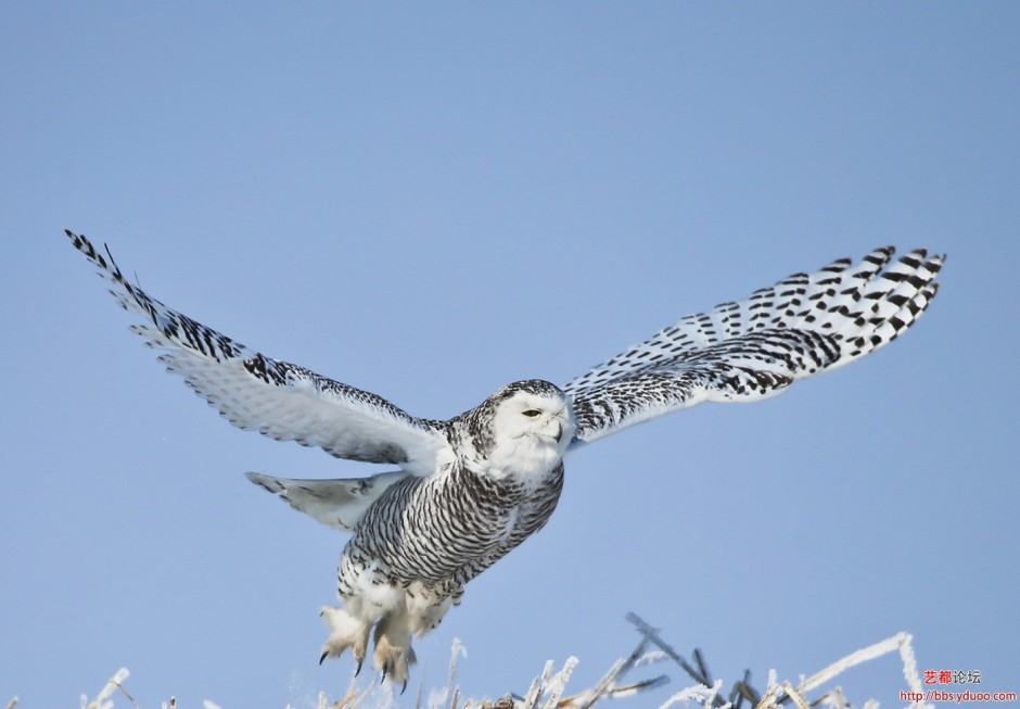展翅高飞的纯白色雪鸮图片