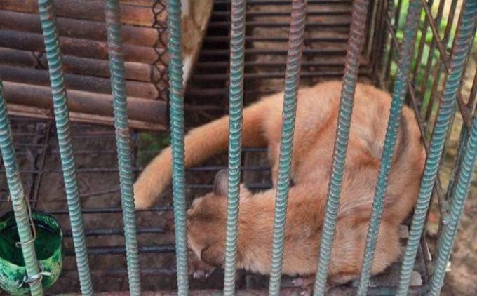 史上最贵的麝香猫咖啡