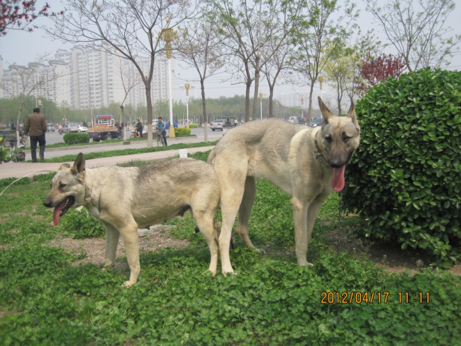 中华狼青犬户外玩耍图片