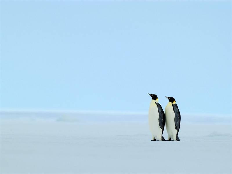 企鹅小鸟高清野生动物图片合集