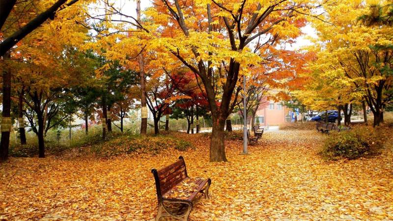 秋天落叶在风中摇摆摄影图片