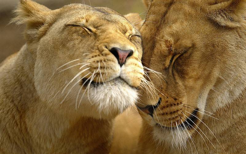 狮子老虎野生动物亲情甜蜜瞬间