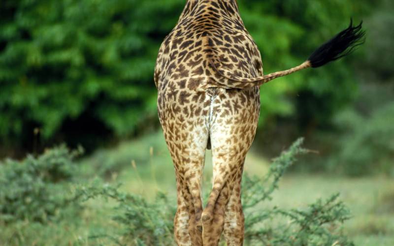高清野生动物长颈鹿特写