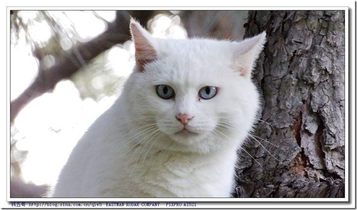 最美蓝眼白猫实拍图片欣赏