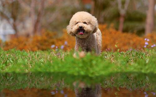 泰迪犬的幸福生活萌图秀