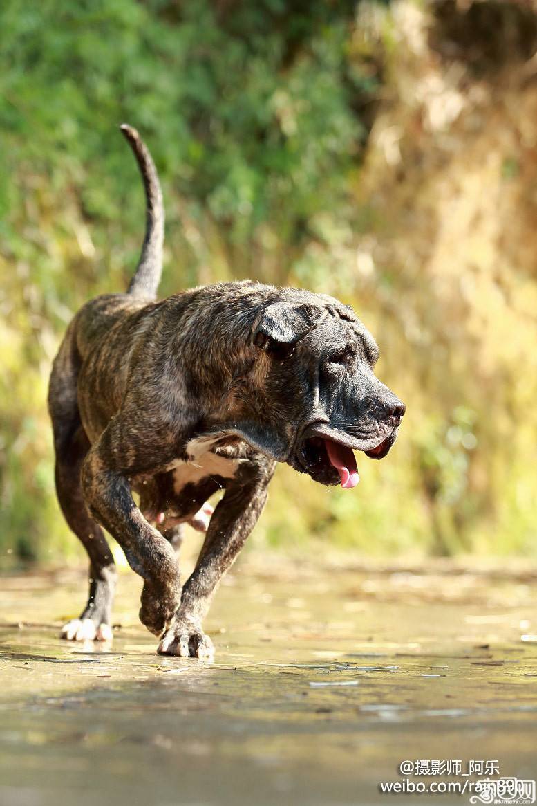 西班牙加纳利犬凶猛动物高清壁纸