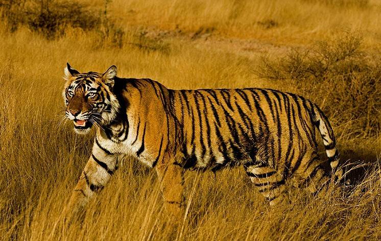 沉稳霸气的森林野兽孟加拉虎图片