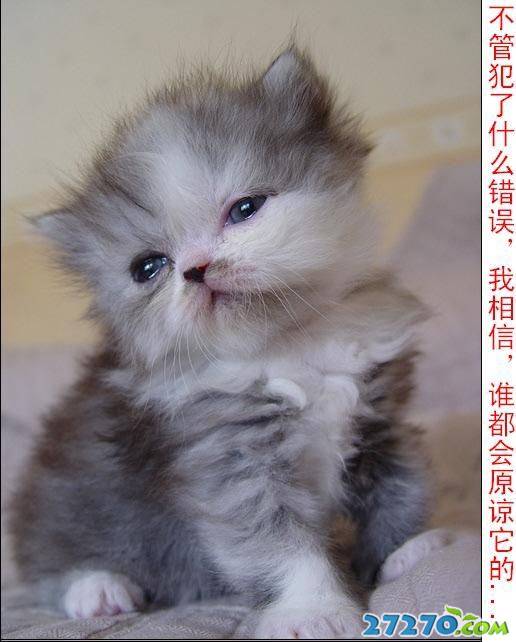 经典可爱小喵猫写真集