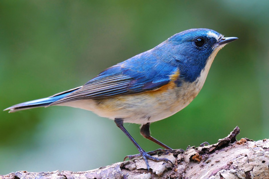 红胁蓝尾鸲鸟图片欣赏