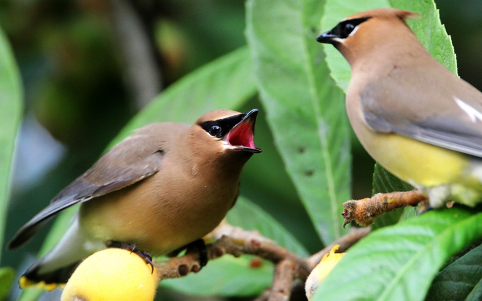 世界野生鸟类太平鸟图片特写