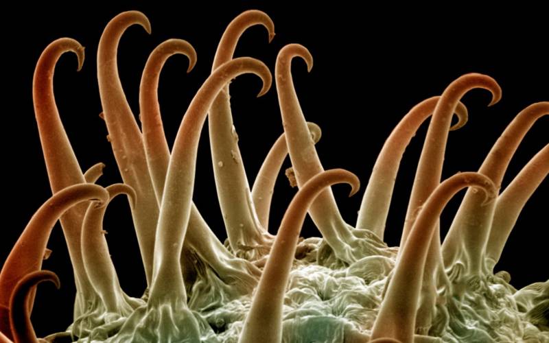 奇妙海洋奇异海底生物精美高清图片