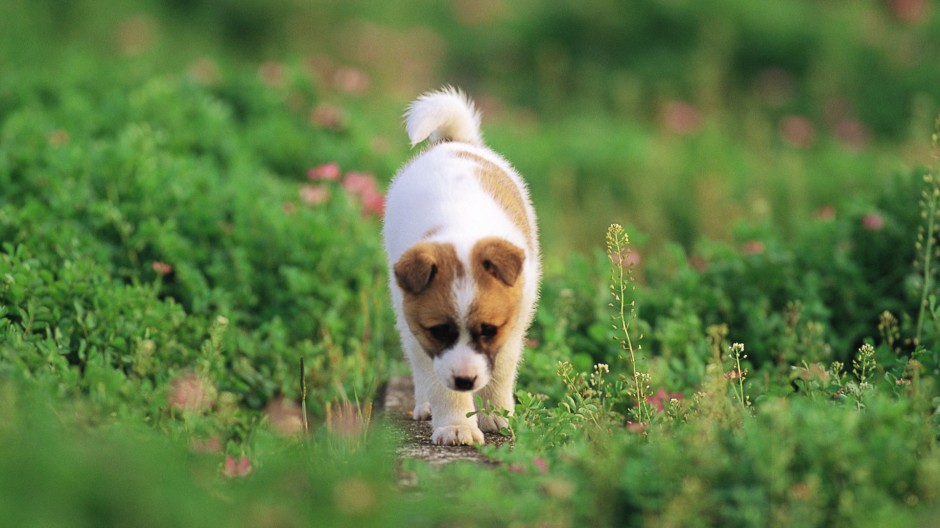 可爱超萌的狗狗高清摄影图片