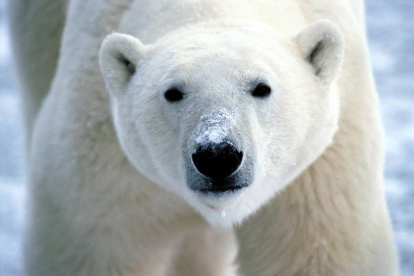 网友提供实拍北极熊图片