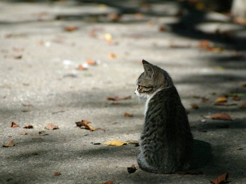 家庭萌宠小猫咪图片