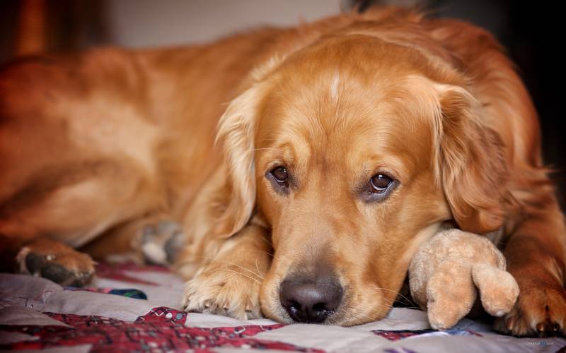 可爱的金毛犬桌面高清壁纸