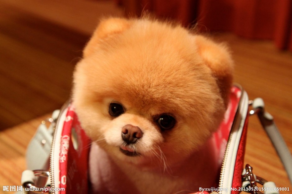 可爱的黄博美犬幼犬图片