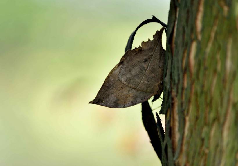 颜色特别的枯叶蝴蝶高清摄影图片