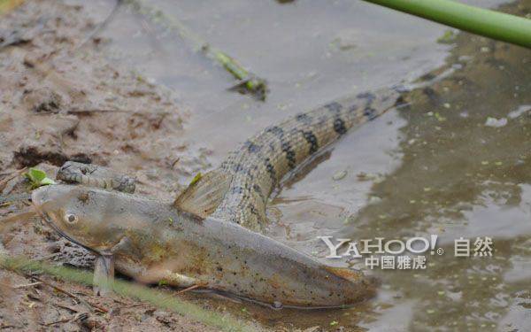 巨蟒河中捕食大鲶鱼 身体太滑无从下口