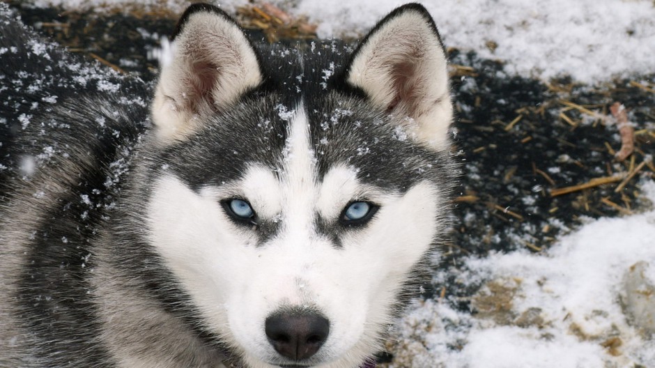 蓝色眼睛的成年雪橇犬图片