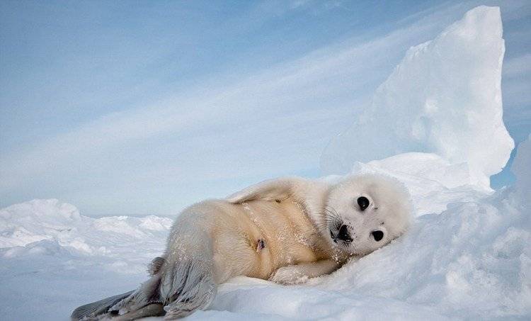 超萌北极竖琴海豹图片特写