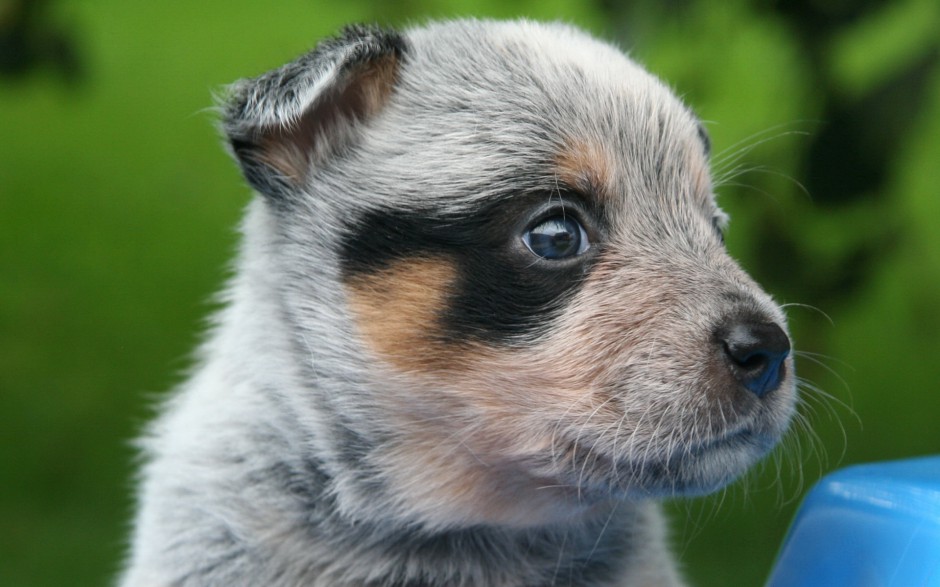 超萌狗狗牧牛犬秋季户外写真图片壁纸
