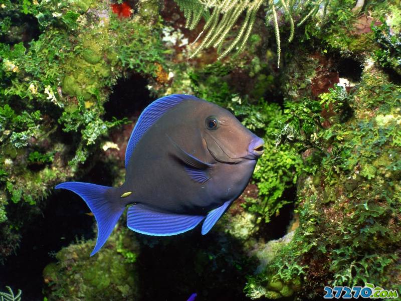 特写海底生物 海底的世界