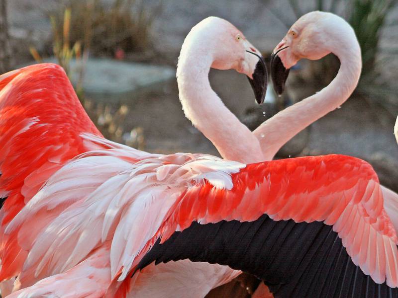 感受大自然之可爱动物摄影壁纸