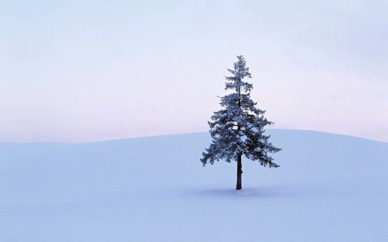 雪山树木风景壁纸欣赏