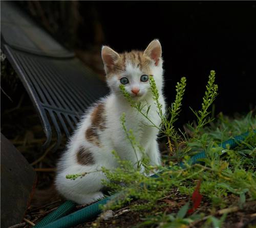 慵懒猫咪可爱呆萌图片