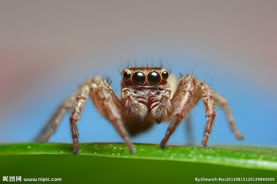 户外常见昆虫蜘蛛微距特写图片