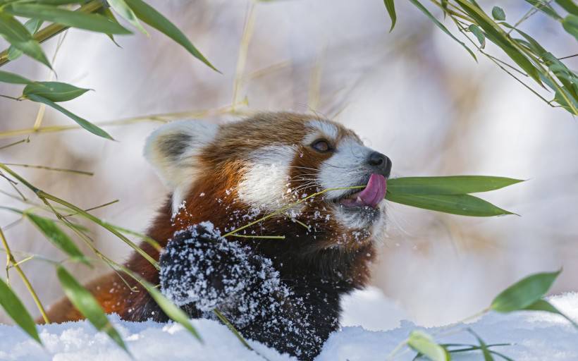 雪地里的动物高清写真图片