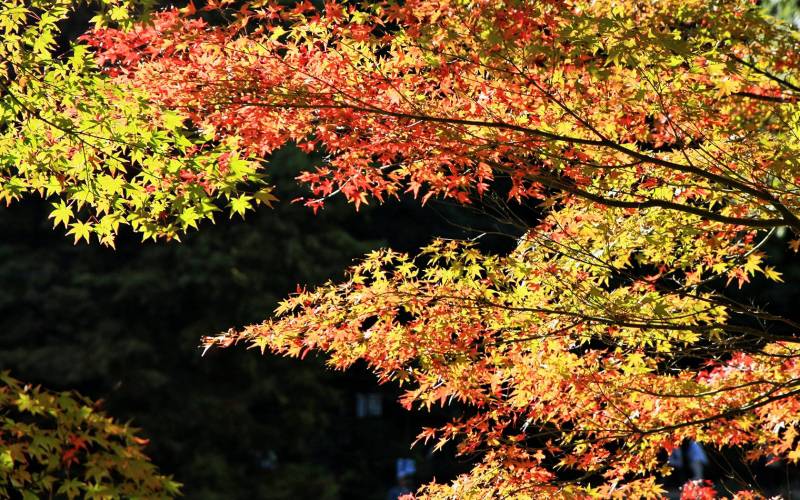 日本神户六甲山初秋迷人自然风景