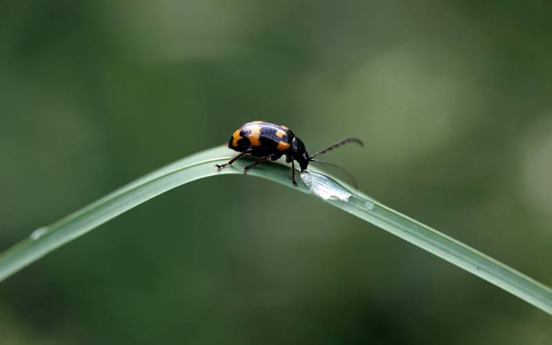 有益的昆虫高清微距摄影图片