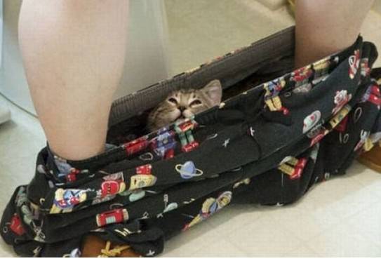超萌猫咪高级“隐身术”搞笑图片
