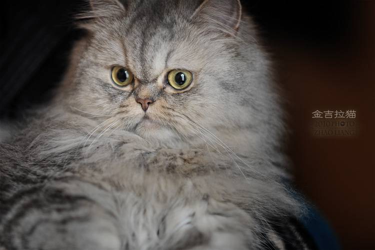 表情惊讶逗趣的金吉拉猫图片