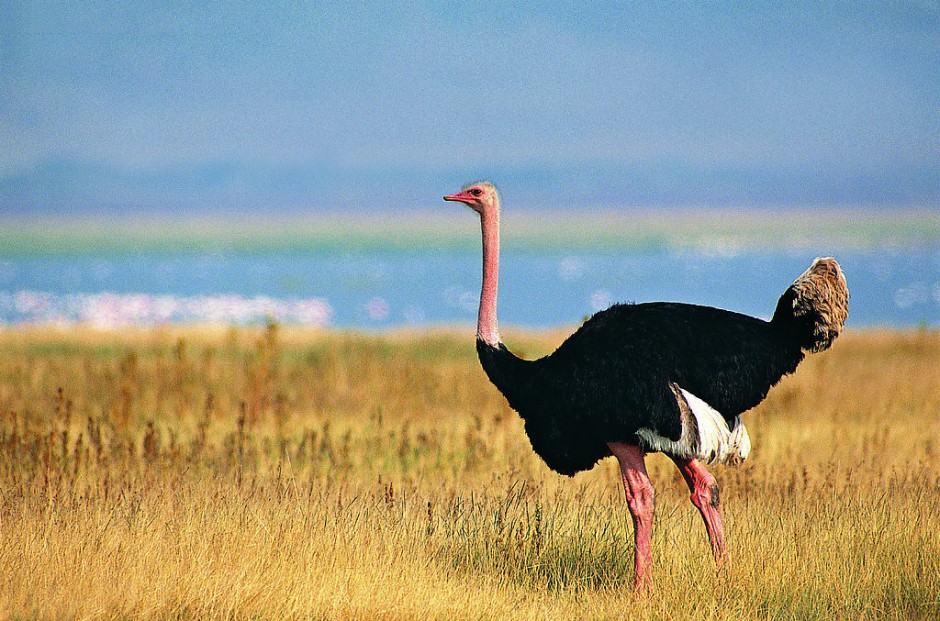 非洲鸵鸟草散步休闲图片