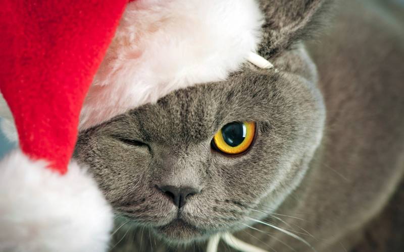 圣诞节盛装出席的萌猫高清壁纸
