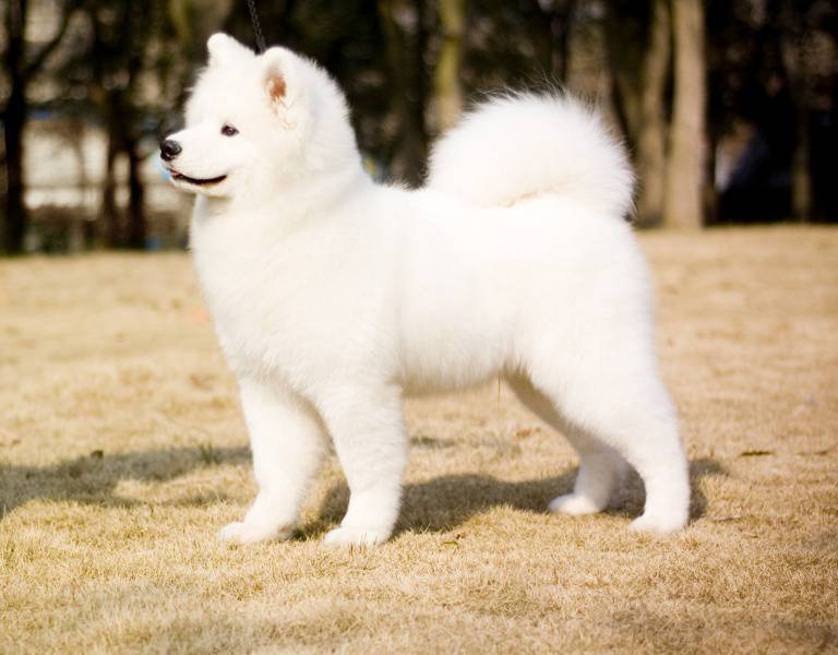 超可爱的萨摩耶犬高清图片