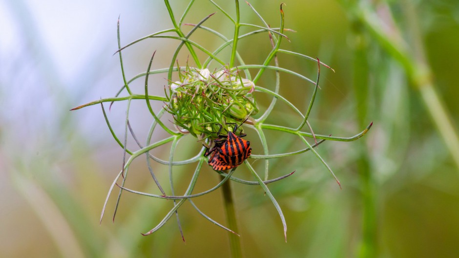 春日公园高清蝴蝶昆虫壁纸