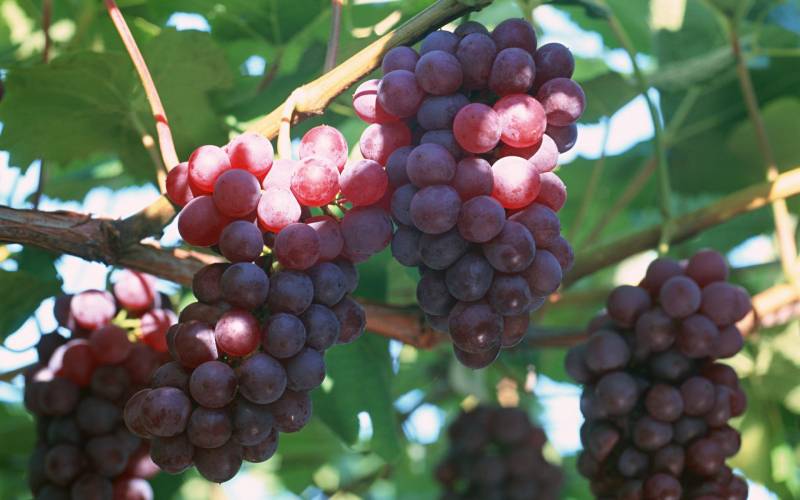 一串串甜美可口的葡萄水果图片