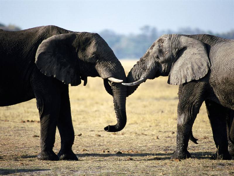 野生大象高清动物图片