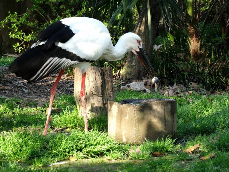 热带大型鸟类东方白鹳图片