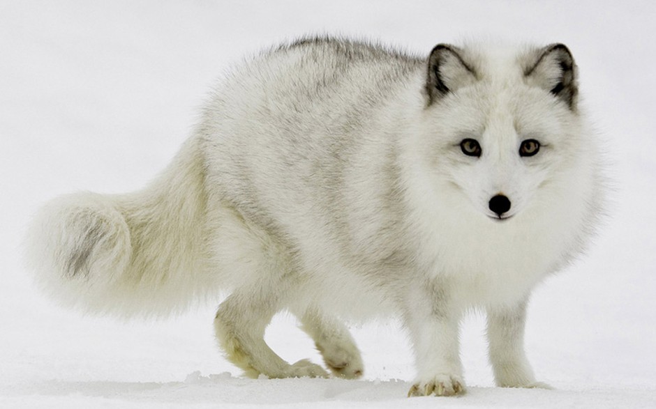 漫步雪地的北极白狐狸图片